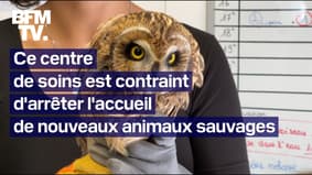 "Un cri d'alarme": un centre de soins pour la faune sauvage arrête l'accueil de nouveaux animaux par manque de moyens financiers