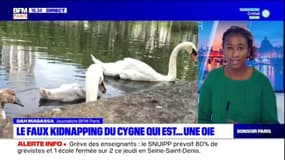 Paris: le faux kidnapping d'un cygne qui s'avère être une oie