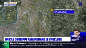 Vaucluse: un cas de grippe aviaire détecté sur un cygne mort