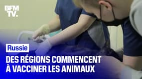 En Russie, les animaux commencent à se faire aussi vacciner contre le Covid-19