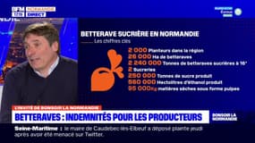 Betteraves: des indemnités pour les producteurs en cas de jaunisse