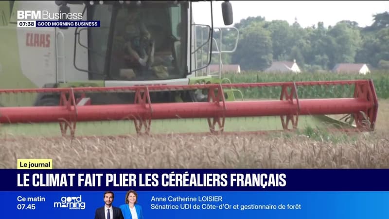 Le climat fait plier les céréaliers français