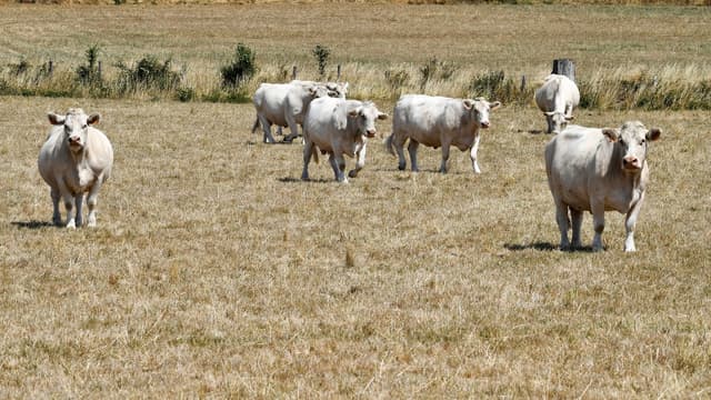 Un agriculteur condamné à cause des odeurs de son élevage bovin