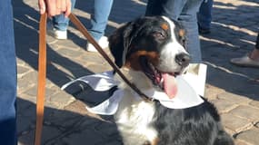 Un chien lors de la toute première Marche de l'animal à Lille (photo d'illustration).