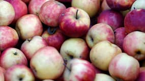 Les pommes ont été épargnées par l'épisode de gel du mois d'avril.