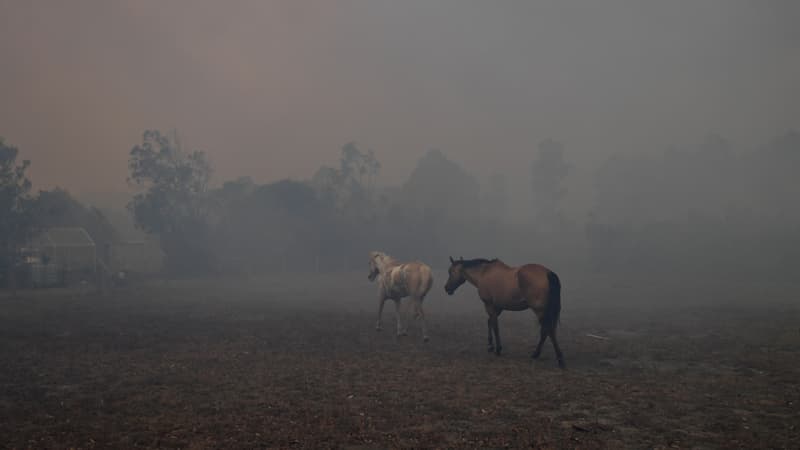 Des chevaux effrayés par les flammes lors d'un incendie australien