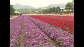 Les sublimes images des floraisons printanières en Chine