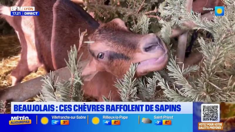 Beaujolais: à Saint-Georges-de-Reneins, les sapins de Noël donnés aux chèvres