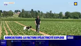 Alsace: la facture d'électricité explose pour les agriculteurs