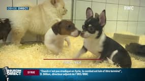 La Grande-Bretagne va interdire aux animaleries la vente de chiens et de chats de moins de 6 mois.  
