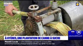 Var: une plantation de canne à sucre à Hyères