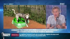 Comment protéger nos animaux pendant la canicule?