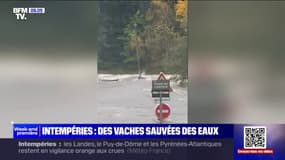 Crues: des vaches emportées par les eaux ont pu être sauvées