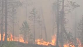 La Suède ravagée par des feux de forêt