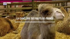 Agriculteurs, éleveurs, producteurs, pêcheurs des Hauts-de-France : La Camélerie des Hauts-de-France