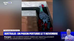 En Australie, un pigeon est venu perturber les commémorations du 11 novembre