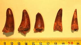Neuf dents de dinosaure ont été saisies fin janvier 2025 à Menton.
