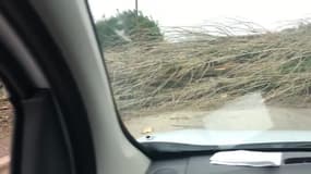 Tempête Ciara: chute d'un arbre à Thiais (Val-de-Marne) - Témoins BFMTV