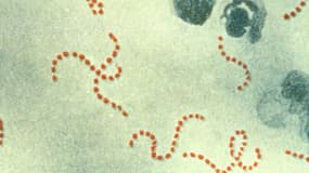 La bactérie du streptocoque.