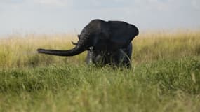 Un éléphanteau joue dans la rivière Chobe au Botswana, le 20 mars 2015. (Photo d'illustration)