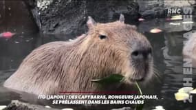 Au Japon, des Capybaras se la coulent douce dans des bains chauds et c'est mignon