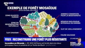 Après un incendie, comment reconstruire une forêt plus résistante?