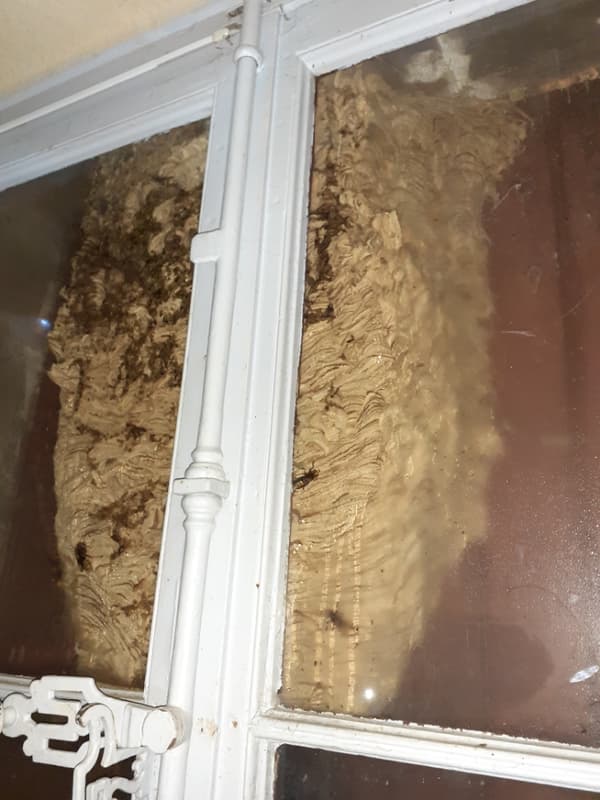 AlpesdeHauteProvence un nid de frelons hors norme découvert à Mison