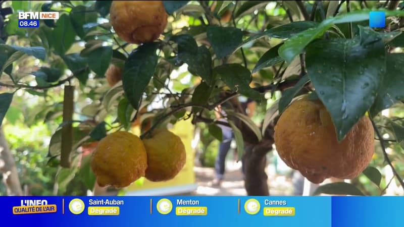 L'été chez vous : à la découverte du métier d'agrumiculteur à Menton