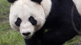 La vénérable BBC est accusée de sexisme pour avoir inclus Tian Tian, femelle panda géant, dans sa liste des douze figures féminines de 2011. /Photo prise le 16 déecmbre 2011/REUTERS/David Moir