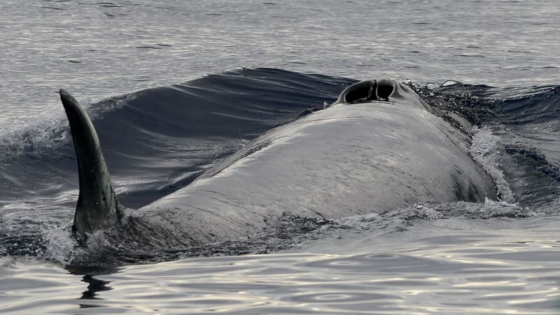 Le rorqual commun, une des espèces de baleine menacées au Canada.