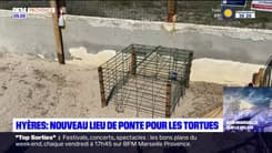 Hyères: une nouvelle ponte de tortue a eu lieu sur une plage