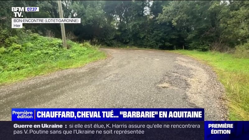 Lot-et-Garonne: une cavalière se fait percuter par un chauffard, son cheval est tué à coups de couteau