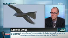 Des pigeons robotiques pour espionner la population… 