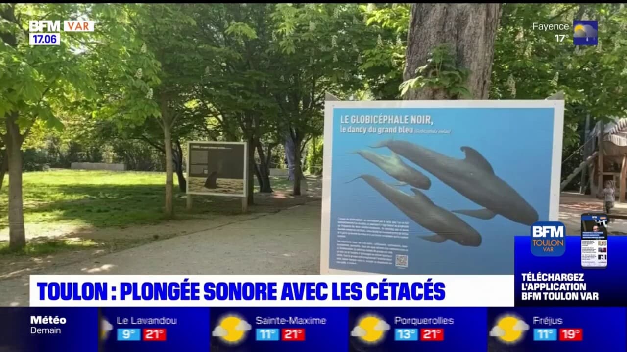 Toulon une plongée sonore avec les cétacés au muséum départemental du Var