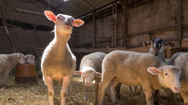 Selon L214, sur plus d'un million d'agneaux nouveaux-nés chaque année, seuls un quart sont gardés pour renouveler le cheptel, les autres étant envoyés dans des élevages intensifs puis à l'abattoir.