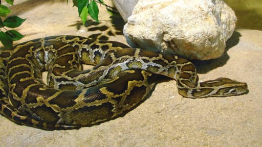 Un python de Birmanie