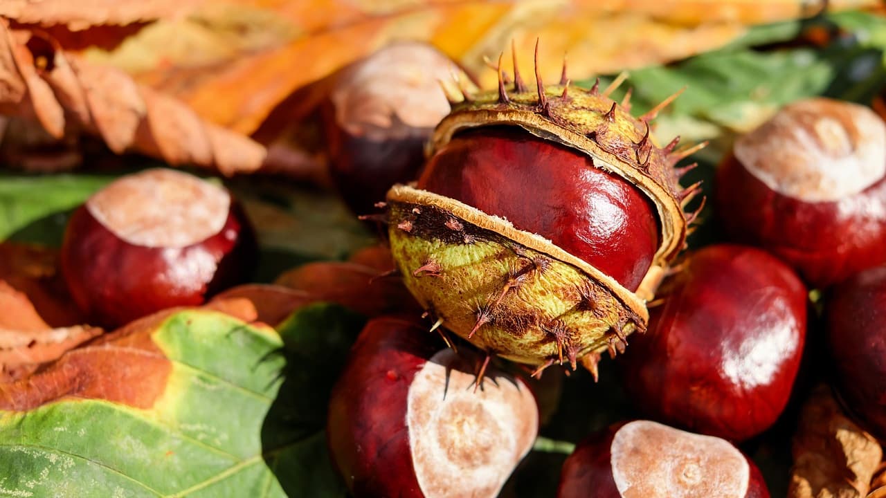 Un marron dans sa bogue. (Illustration) Un marron dans sa bogue. (Illustration)