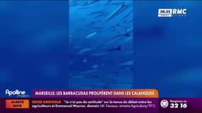 Marseille : les barracudas prolifèrent dans les Calanques