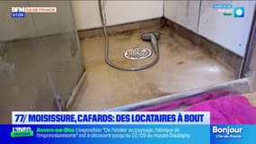 Moisissures, cafards... Des locataires de Seine-et-Marne à bout face aux conditions de vie insalubres