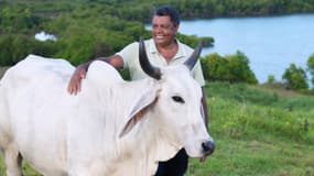 Biguine, une vache brahmane de six ans venue de Martinique, égérie du prochain Salon international de l'agriculture (SIA) à Paris, aux côtés de son éleveur André Prosper.