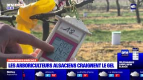 Alsace: les arboriculteurs craignent un retour en force du gel 