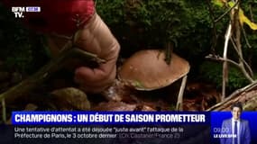 Un début de saison prometteur pour la cueillette des champignons