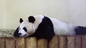 La femelle Tian Tian au zoo d'Edimbourg.