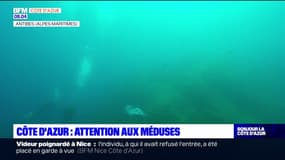 Côte d'Azur: vigilance aux méduses sur les plages