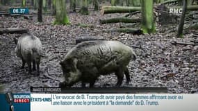 Les agriculteurs de plus en plus envahis par les sangliers