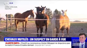 Chevaux mutilés: un suspect placé en garde à vue