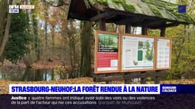 Strasbourg: la ville veut débitumer les sentiers dans la forêt du Neuhof