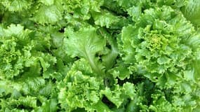 Des salades Carrefour et Super U sont rappelées.