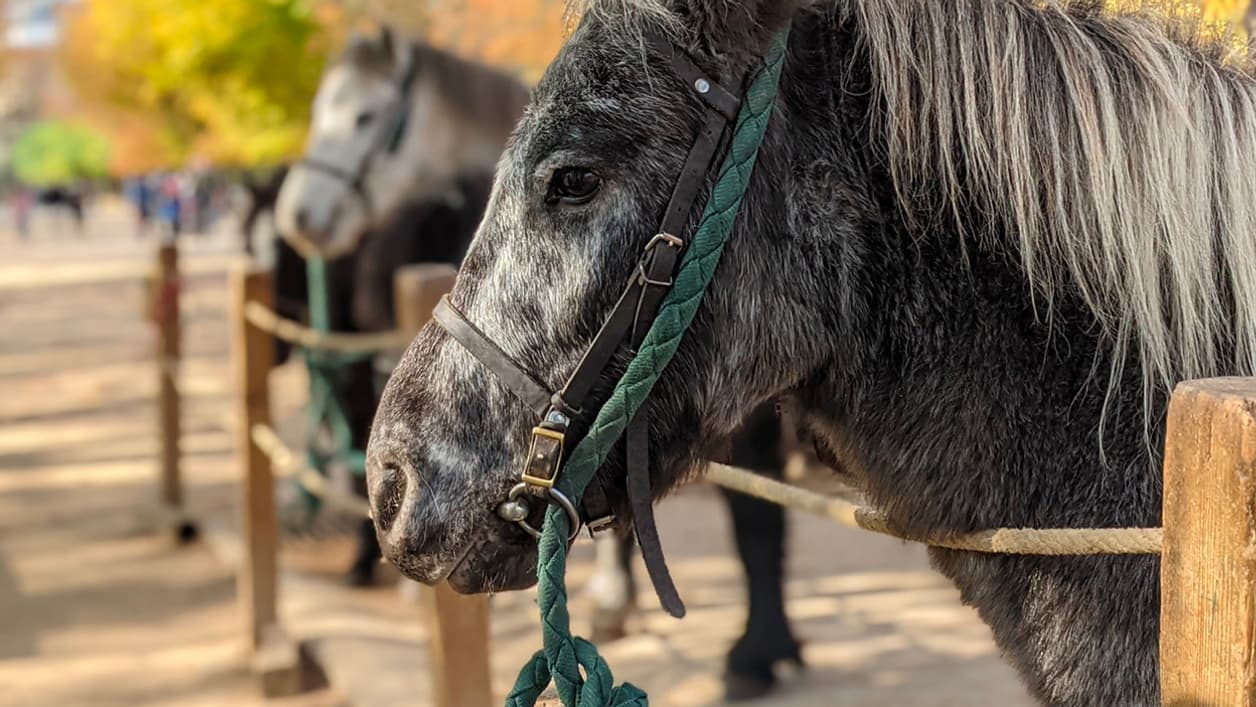 Photo prise avec l'appareil grand angle du Google Pixel 5 (mode portrait) Photo prise avec l'appareil grand angle du Google Pixel 5 (mode portrait)