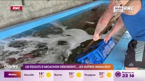 Égouts d'Arcachon : les huîtres menacées par les débordements ?
